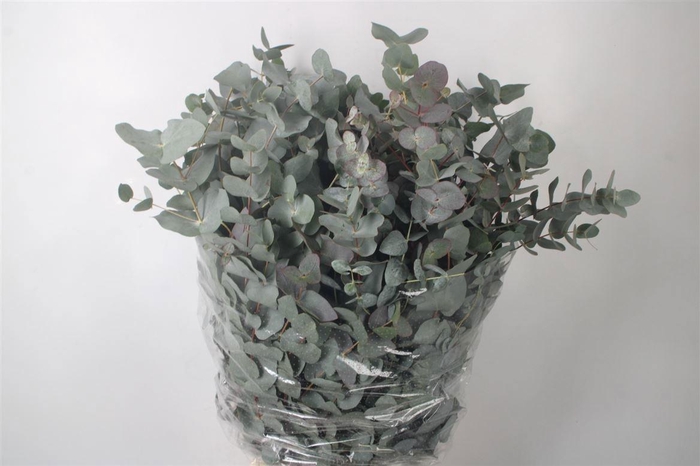 <h4>EUC CINEREA PER BOS</h4>