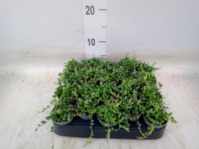 <h4>Senecio herreianus</h4>