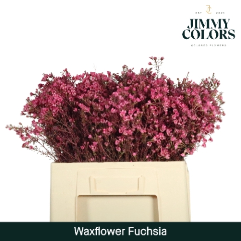 <h4>Waxflower L60 Klbh. Fuchsia</h4>