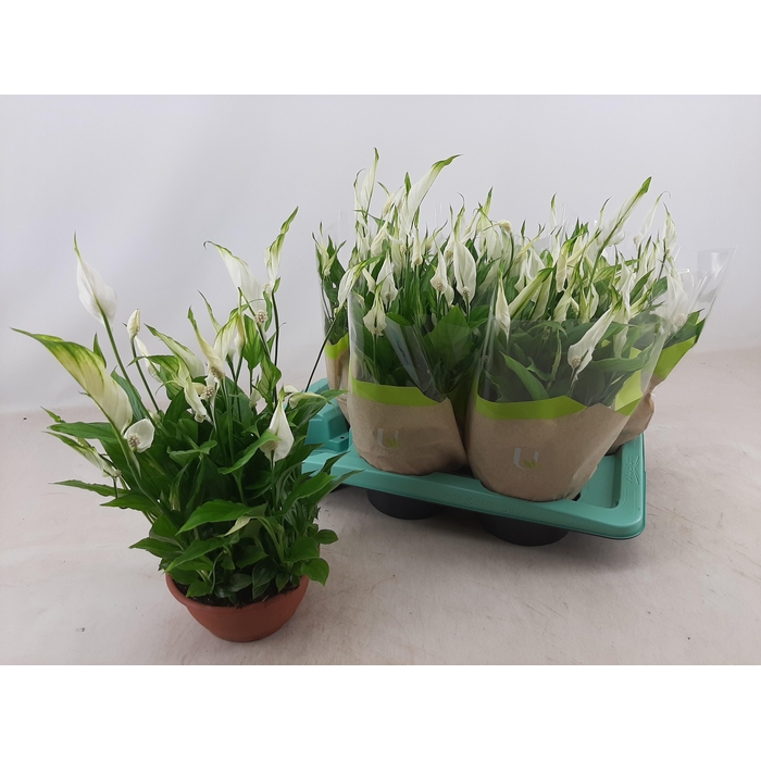 <h4>Spathiphyllum Chopin 17Ø 35cm 10fl</h4>