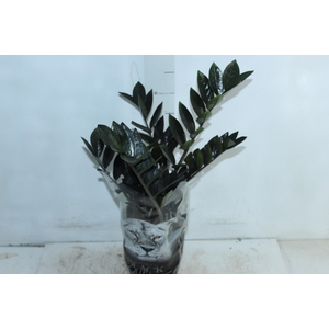 ZAMIOCULCAS BLACK QUEEN P14
