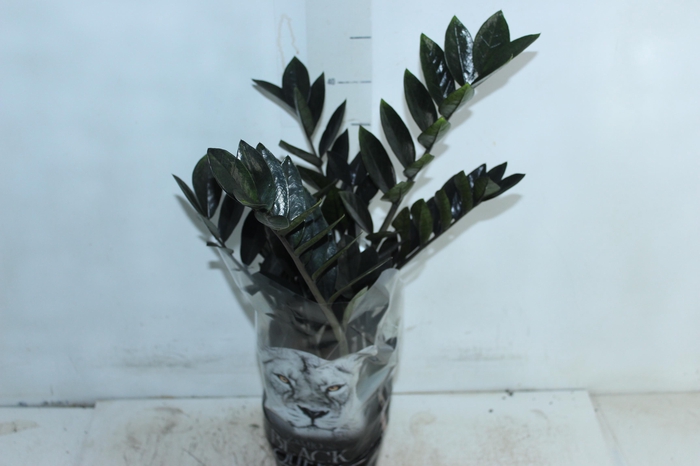 <h4>ZAMIOCULCAS BLACK QUEEN P14</h4>