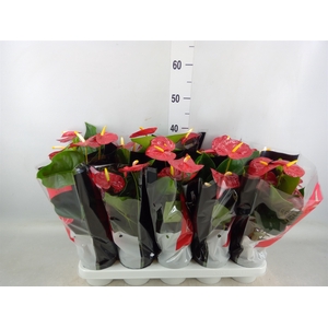 Anthurium andr. 'Royal Champion'