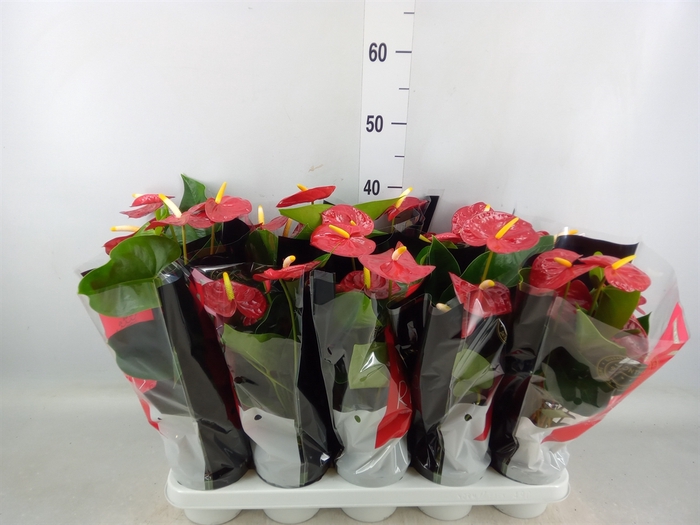 <h4>Anthurium andr. 'Royal Champion'</h4>