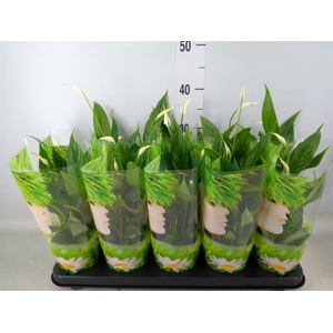 Spathiphyllum  'Korto'