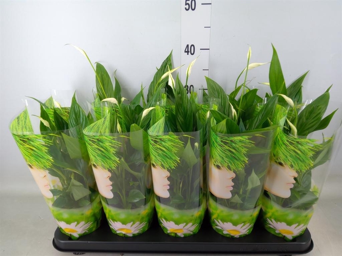 <h4>Spathiphyllum  'Korto'</h4>