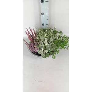 ARR TUINPLANTEN H%