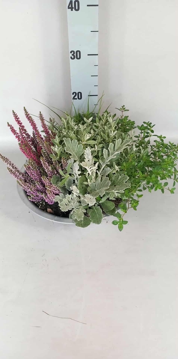<h4>ARR TUINPLANTEN H%</h4>