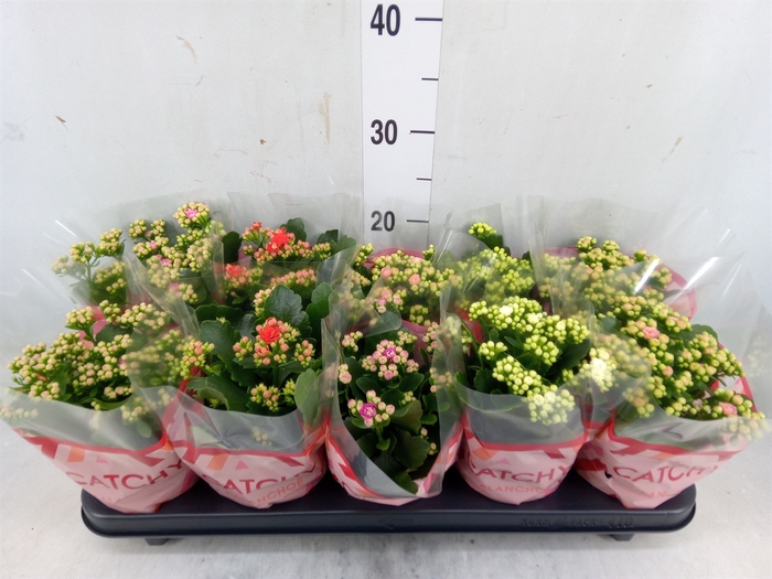 <h4>Kalanchoe blos.   ..rosebud mix  5</h4>