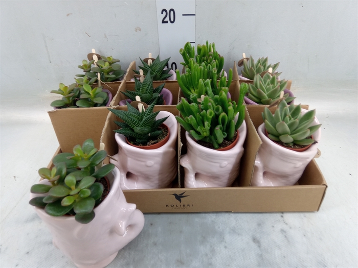 <h4>Succulents   ...mix 3</h4>