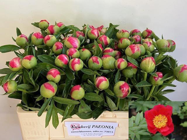 <h4>PAEO HH FLAME</h4>