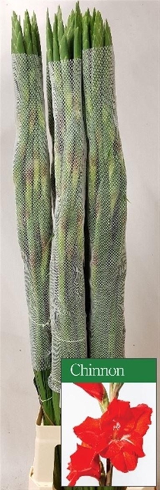 <h4>GLAD GR CHINON</h4>