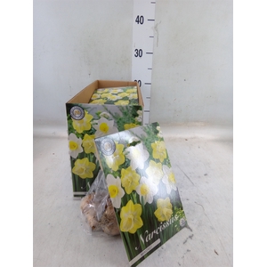 Flowerbulbs, corns or tubers   ...