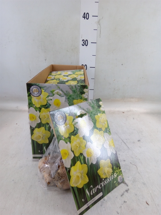 <h4>Flowerbulbs, corns or tubers   ...</h4>