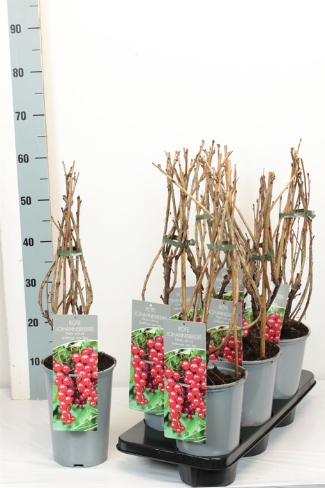 <h4>Ribes rubrum 'Jonkheer van Tets'</h4>