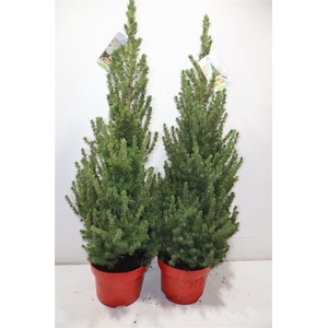 Picea Gl Conica