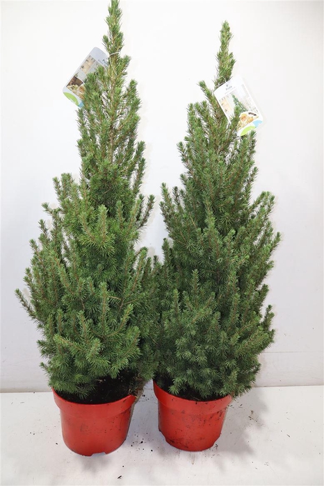 <h4>Picea Gl Conica</h4>