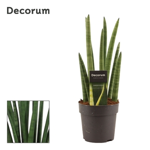 Sansevieria Cylindrica 12 cm Rocket(Decorum)