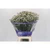Limonium sinensis White Diamond