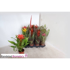 BROMELIA GEM