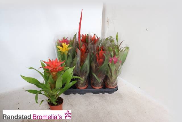 <h4>BROMELIA GEM</h4>