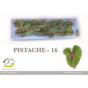 Anthurium Pistache