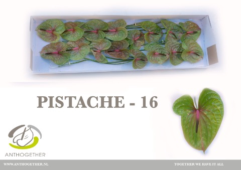 <h4>Anthurium Pistache</h4>