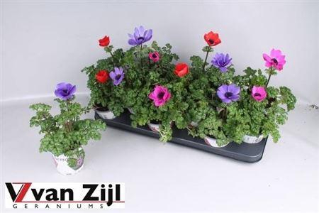 <h4>Anem Co Harm Gem</h4>