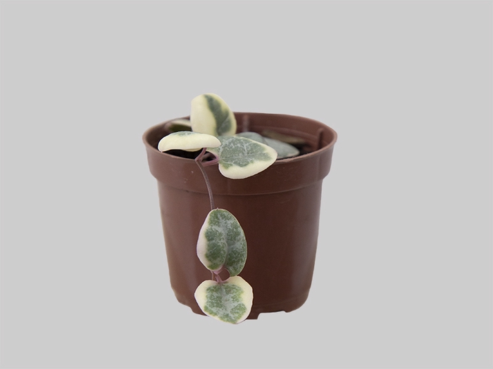 CEROPEGIA WOODII VARIEGATA P06