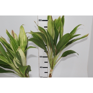 FOLHAGEM DRACENA BRANCA
