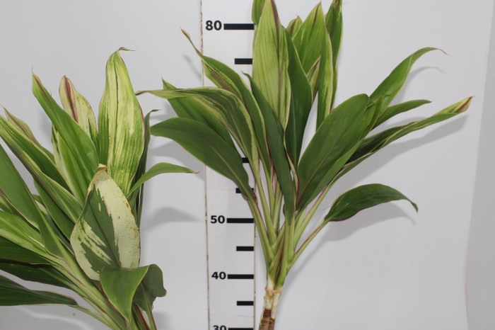 <h4>FOLHAGEM DRACENA BRANCA</h4>