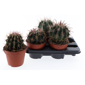 CACTUS OV