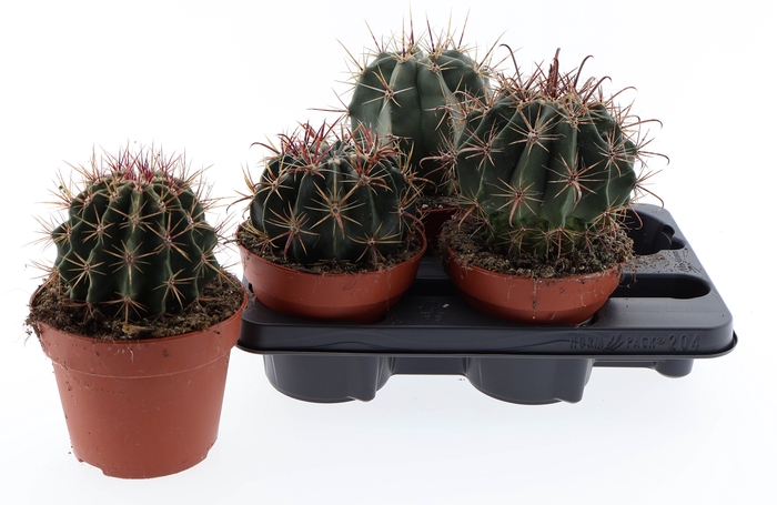 <h4>CACTUS OV</h4>