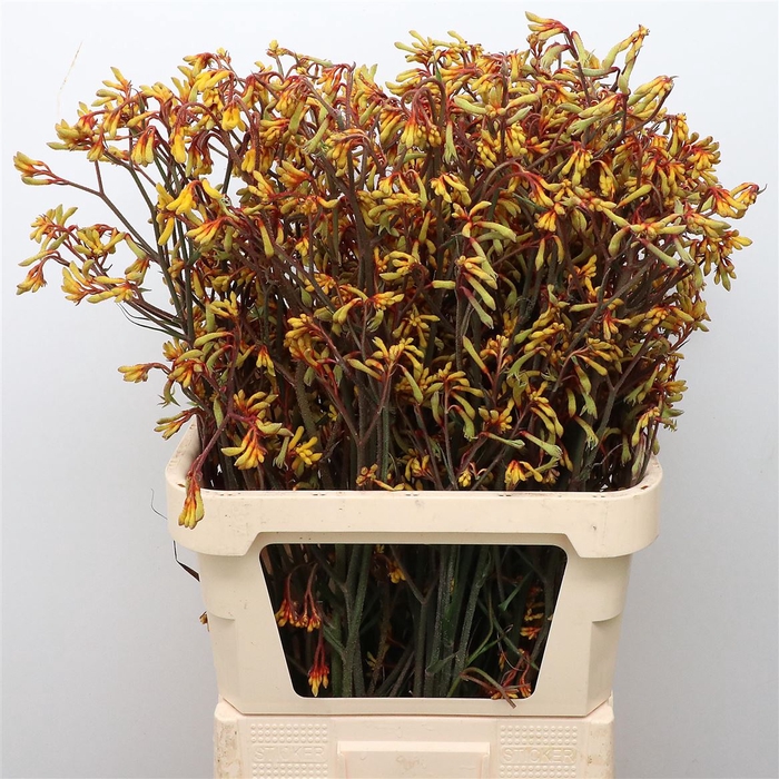 <h4>Anigoz Aurora Yellow</h4>