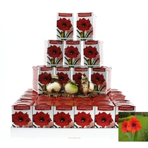 BLOEMBOL HIPPEASTRUM