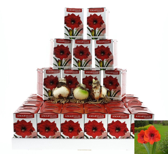 <h4>BLOEMBOL HIPPEASTRUM</h4>