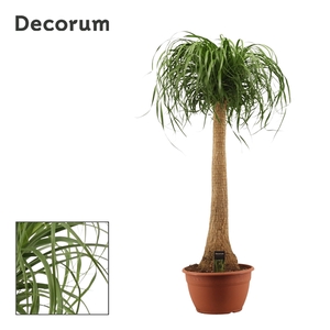 Beaucarnea recht 30 cm XL (Decorum)