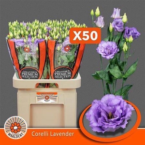 Eus G Corelli Lavender