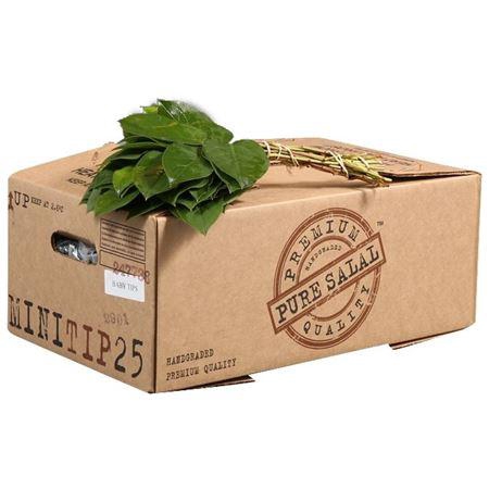 <h4>SALAL MINI PURE</h4>