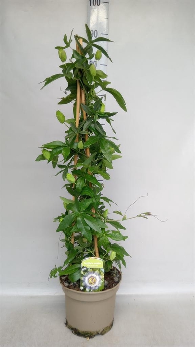 <h4>Passiflora caerul.</h4>