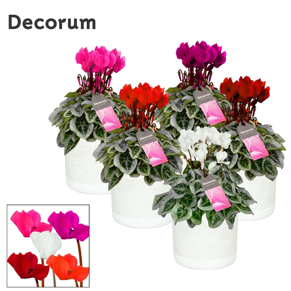 <h4>Cyclamen SS Picasso Mix Jade Decorum</h4>