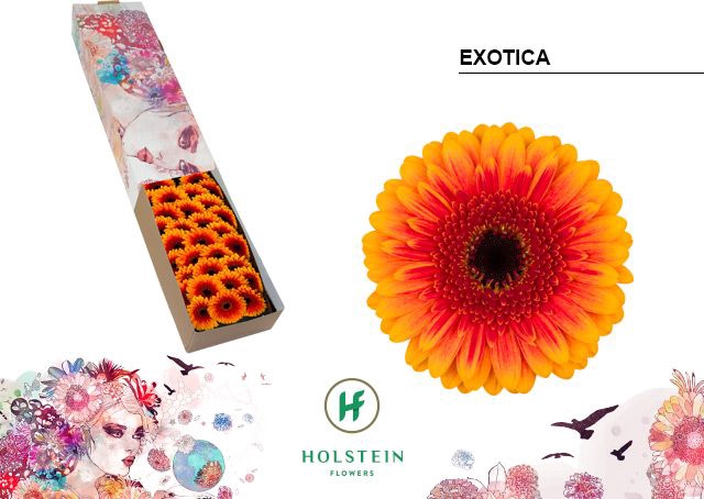 <h4>Germini Exotica Doos</h4>