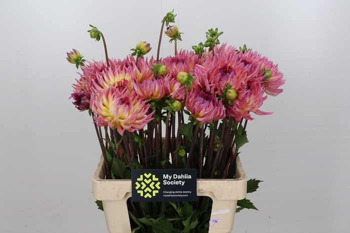 <h4>Dahlia Karma Sangria</h4>