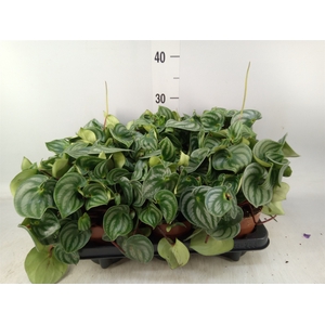 Peperomia argyreia 'Costa Rica'