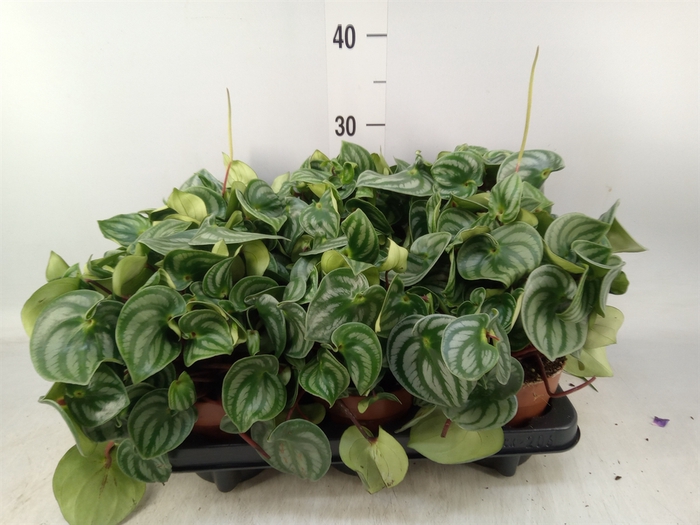 <h4>Peperomia argyreia 'Costa Rica'</h4>