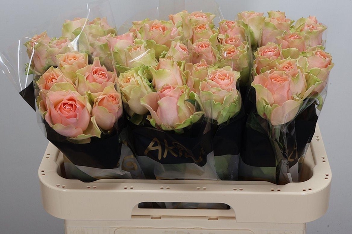 <h4>R Gr Gravity</h4>