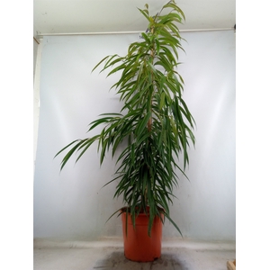Ficus binn. 'Alii'