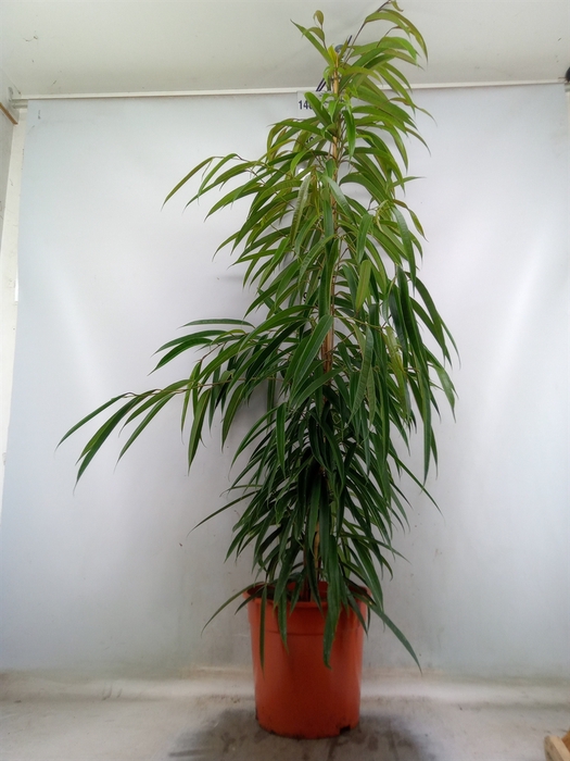 <h4>Ficus binn. 'Alii'</h4>