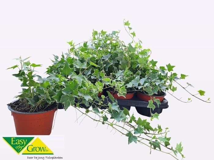 <h4>HED HE ESTHER</h4>