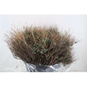 Euph Spinoza Medium 200gr P Bunch